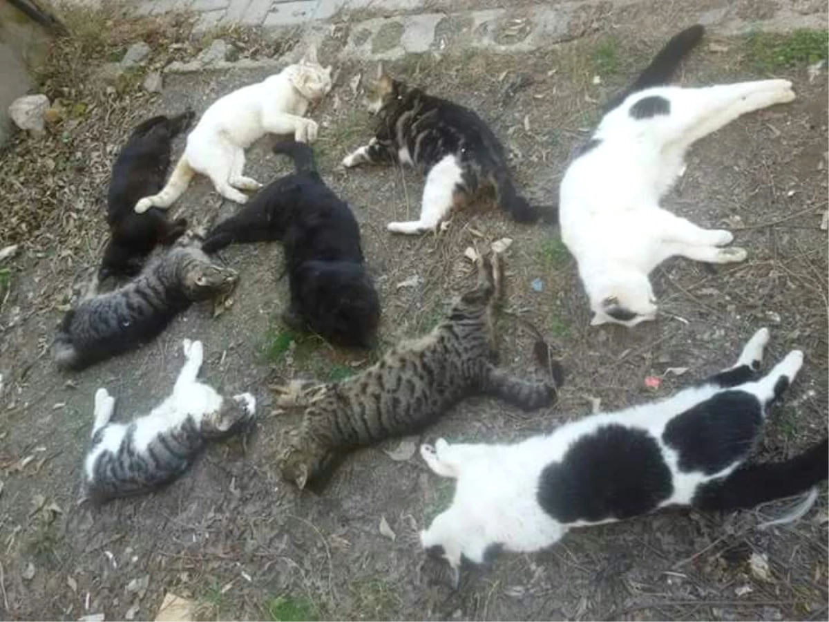 Alanya\'da 30 Kedi Katledildi! Hayvanseverler İsyan Etti