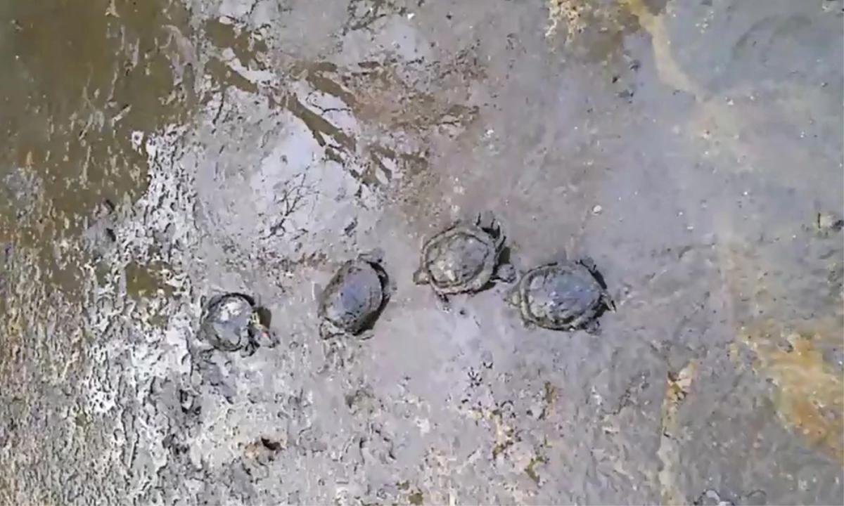 Su Kaplumbağaları Ormanlık Alanda Ölüme Terk Edildi