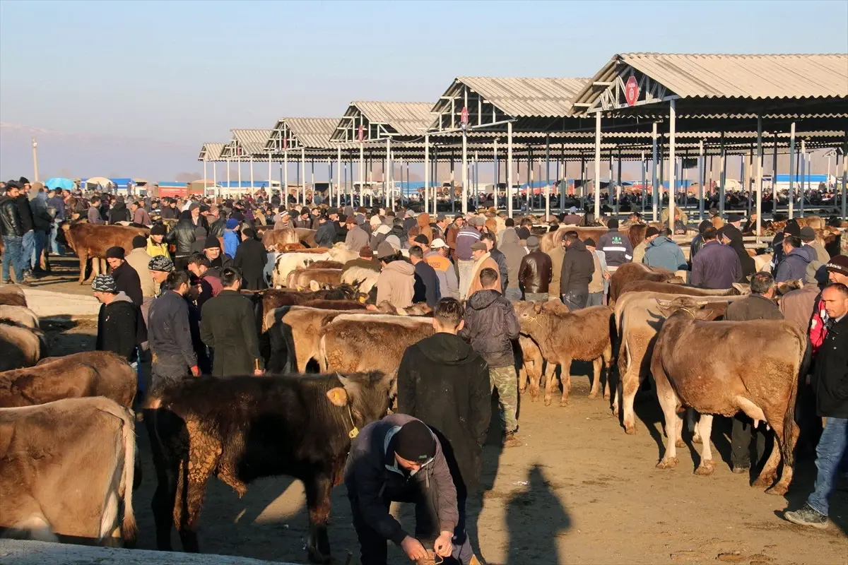 Şarkışla Hayvan Pazarı Canlandı