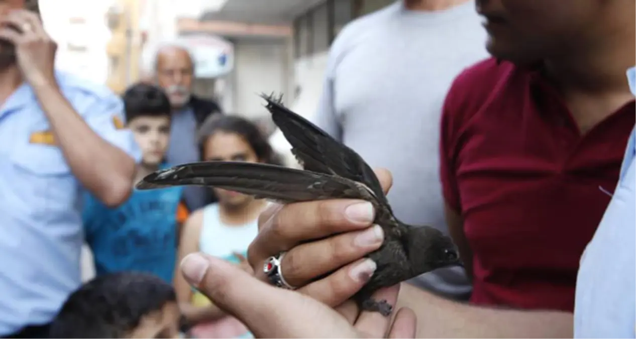 Ağaca Asılı Kalan Kuşu İtfaiye Kurtardı