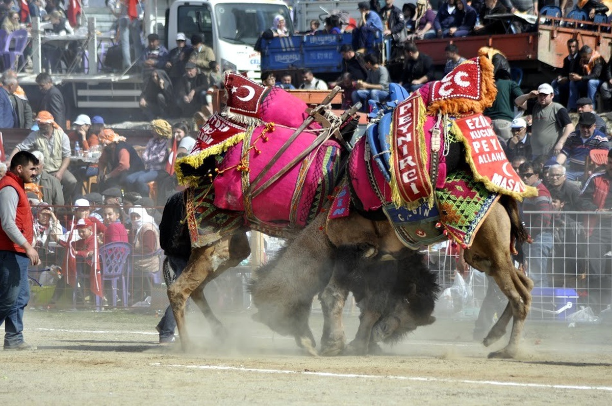Bozdoğan\'da Deve Güreşi Festivali Yapıldı