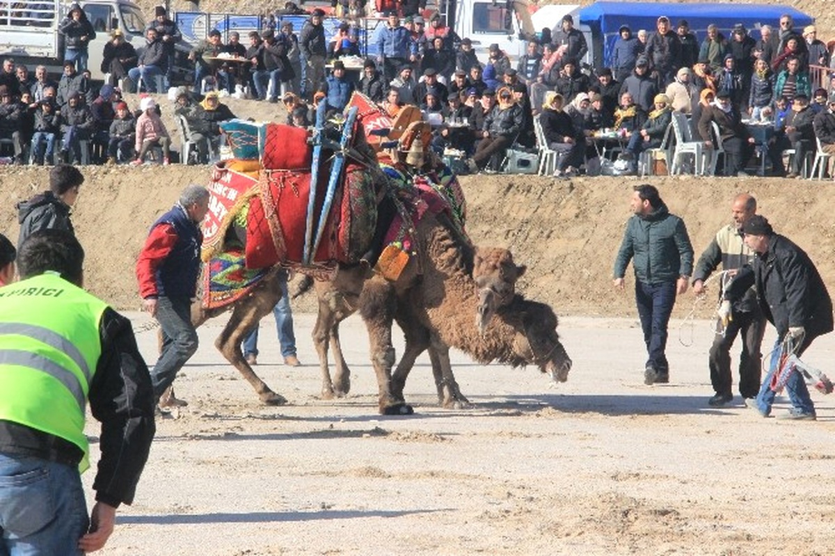 Geleneksel Deve Güreşleri Şenliği Yapıldı