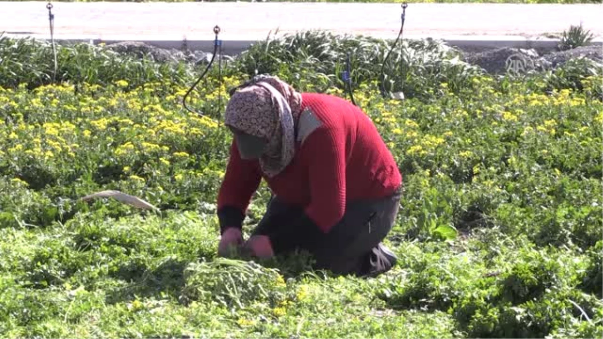 Hatay Maydanozu Yabancı Sofralara Lezzet Katıyor