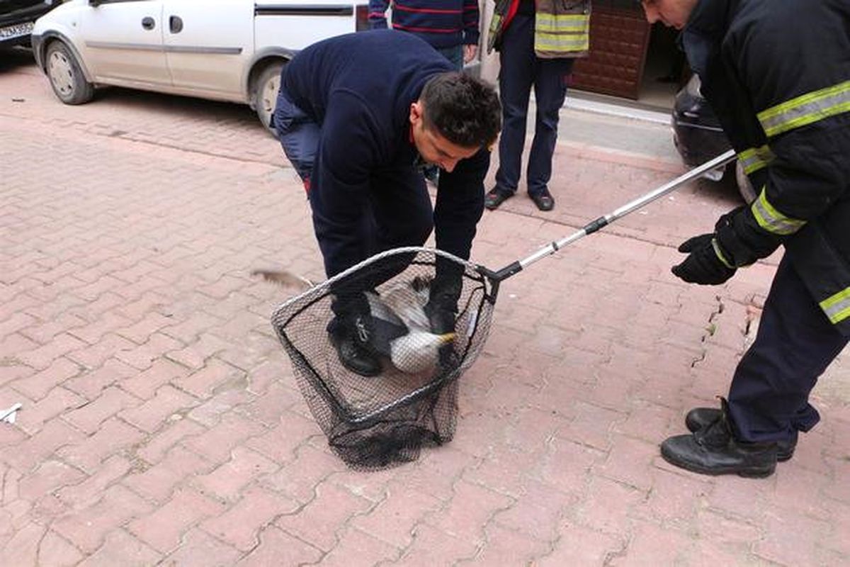 Havalandırma Boşluğuna Düşen Martı Kurtarıldı