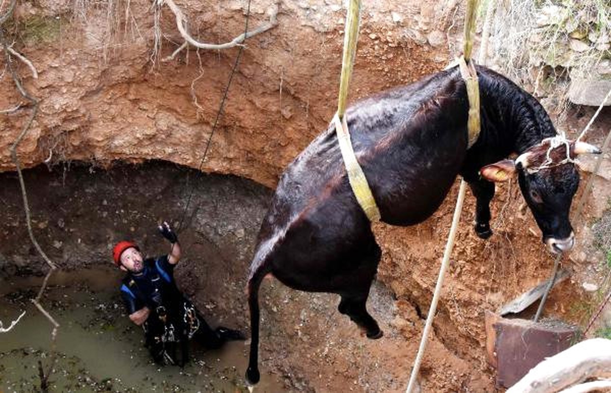 Kuyaya Düşen 300 Kiloluk İnek, 5.5 Saatte Kurtarıldı