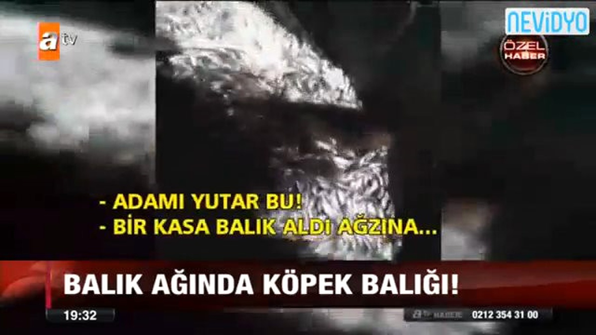 500 Kiloluk Köpek Balığı Ağlara Takıldı