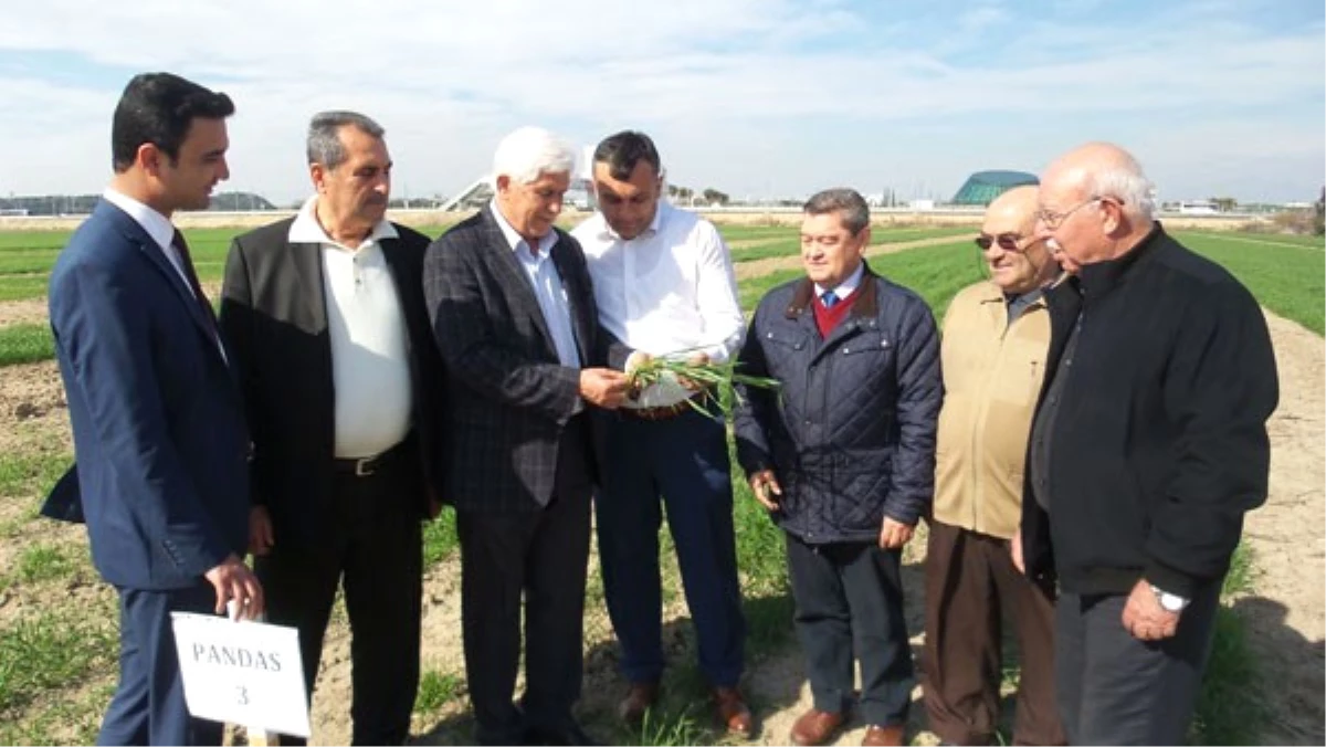 Antalya Buğdayını Arıyor\' Projesi