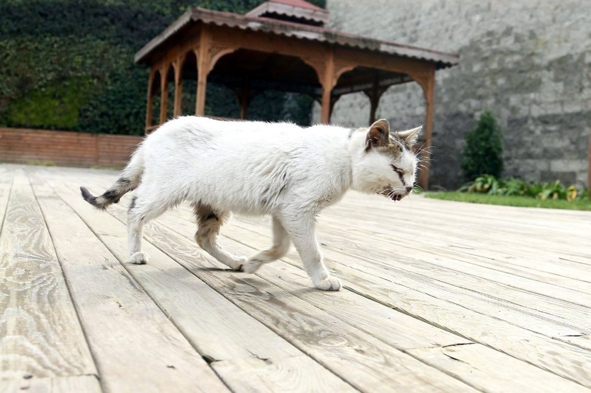Hasta Kedi Belediyeye Sığındı