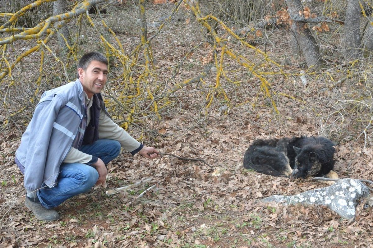 Hastalandığı İçin Köye İnen Siyah Kurda Köylüler Sahip Çıktı