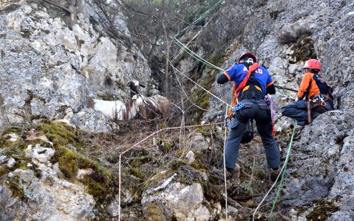 Kayalıklarda Mahsur Kalan Keçileri Afad Kurtardı