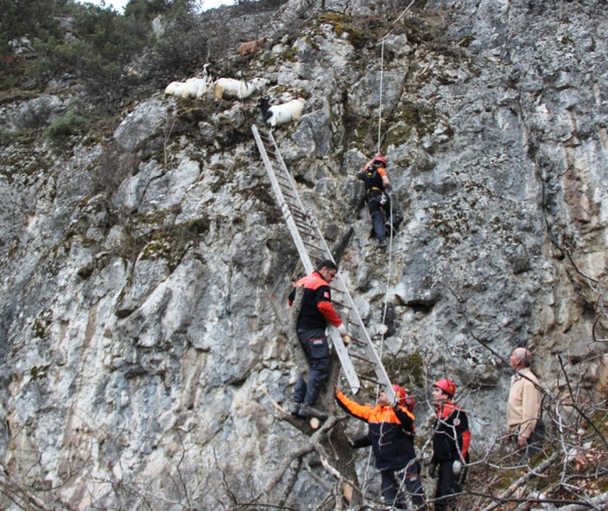 Keçileri Kurtarmak Için Afad Ekipleri Çalışma Başlattı