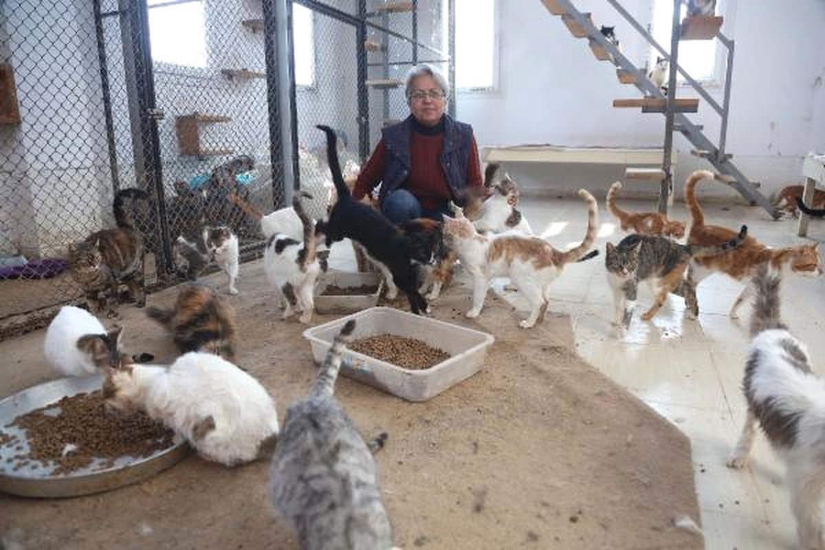 Kedileri Önce Sel, Sonra İlgisizlik Vurdu
