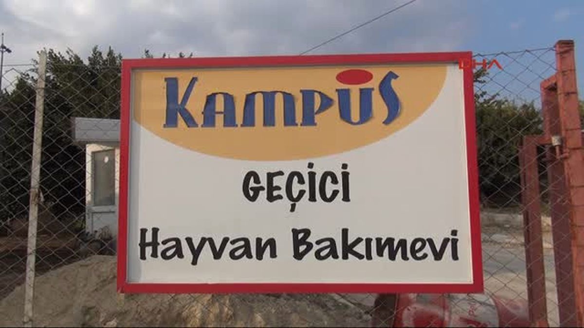 Mersin Kedileri Önce Sel Sonra Ilgisizlik Vurdu