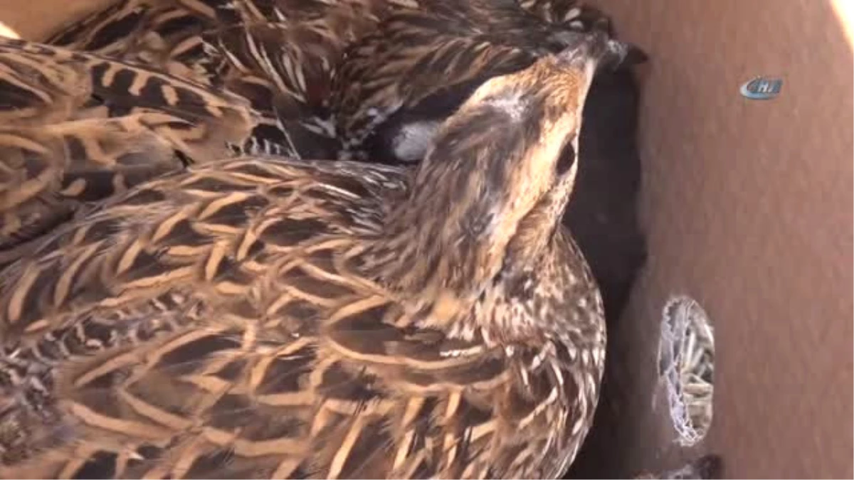 Silopi\'de Yakalanan Turaç Kuşları Doğaya Bırakıldı