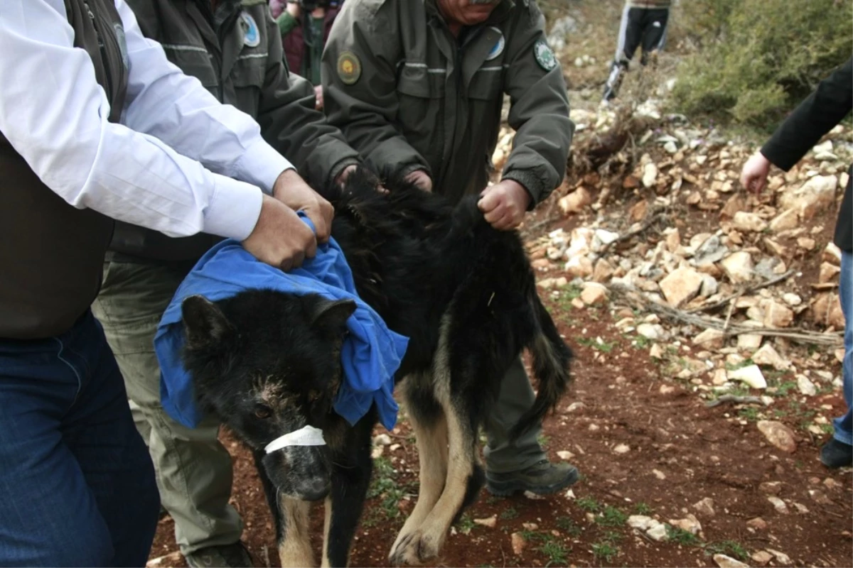 Siyah Kurt" Köpek Çıktı