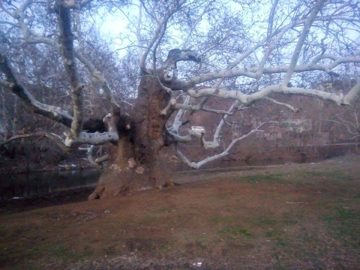 15 Asırlık Çınar