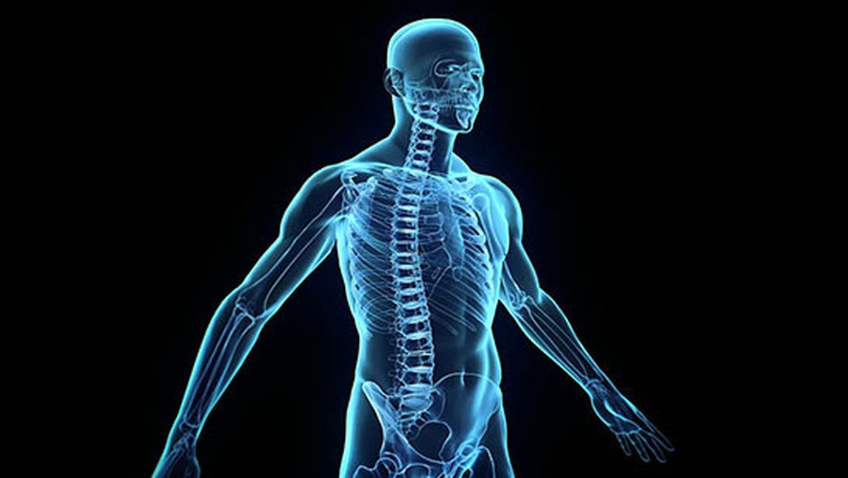 Alınan Her 2.5 Kiloda Vücuda 30 Kilometrelik Damar Yolu Ekleniyor