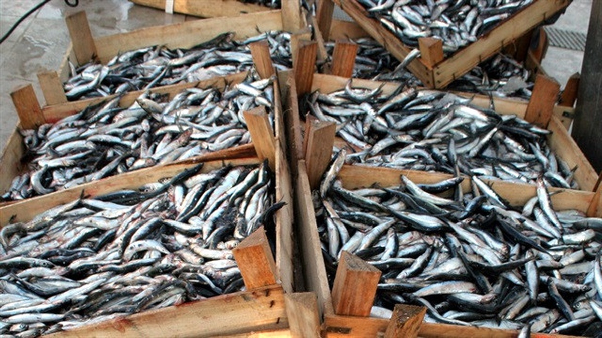 Doğu Karadeniz\'den 27 Ülkeye Hamsi İhracatı