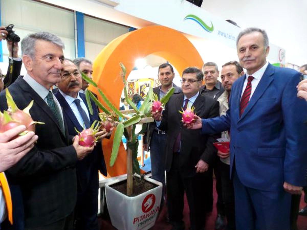 Fuarın Gözesi Pitahaya Meyvesi