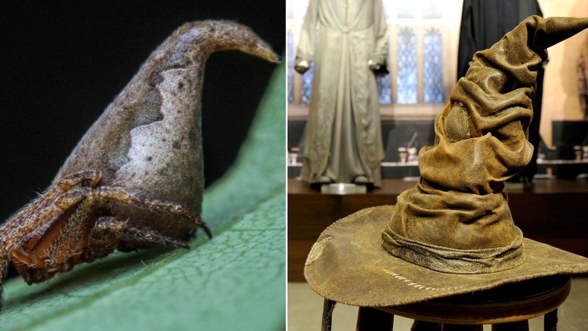 Harry Potter\'ın Yazarı J.k. Rowling\'i Heyecanlandıran \'Seçmen Şapka Benzeri\' Örümcek