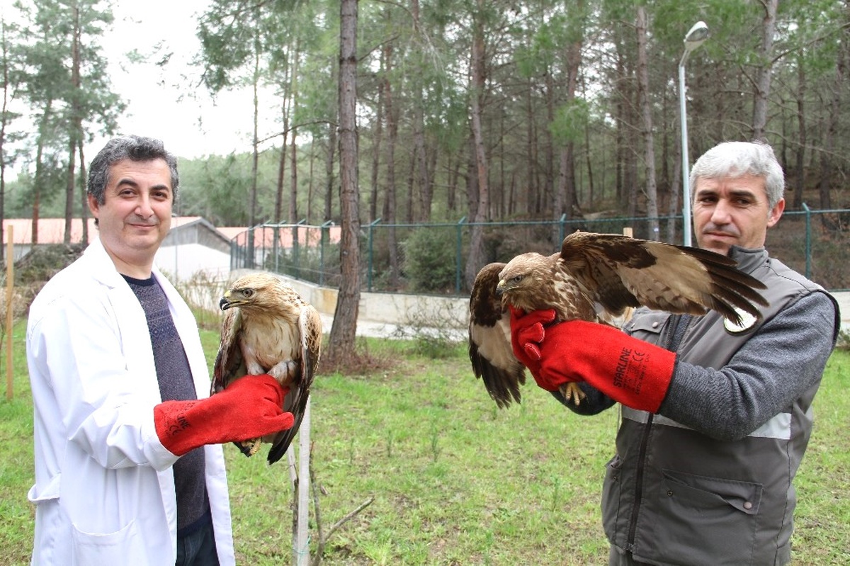 Kartal ile Şahin \'Dünya Yaban Hayatı\' Gününde Doğaya Bırakılacak