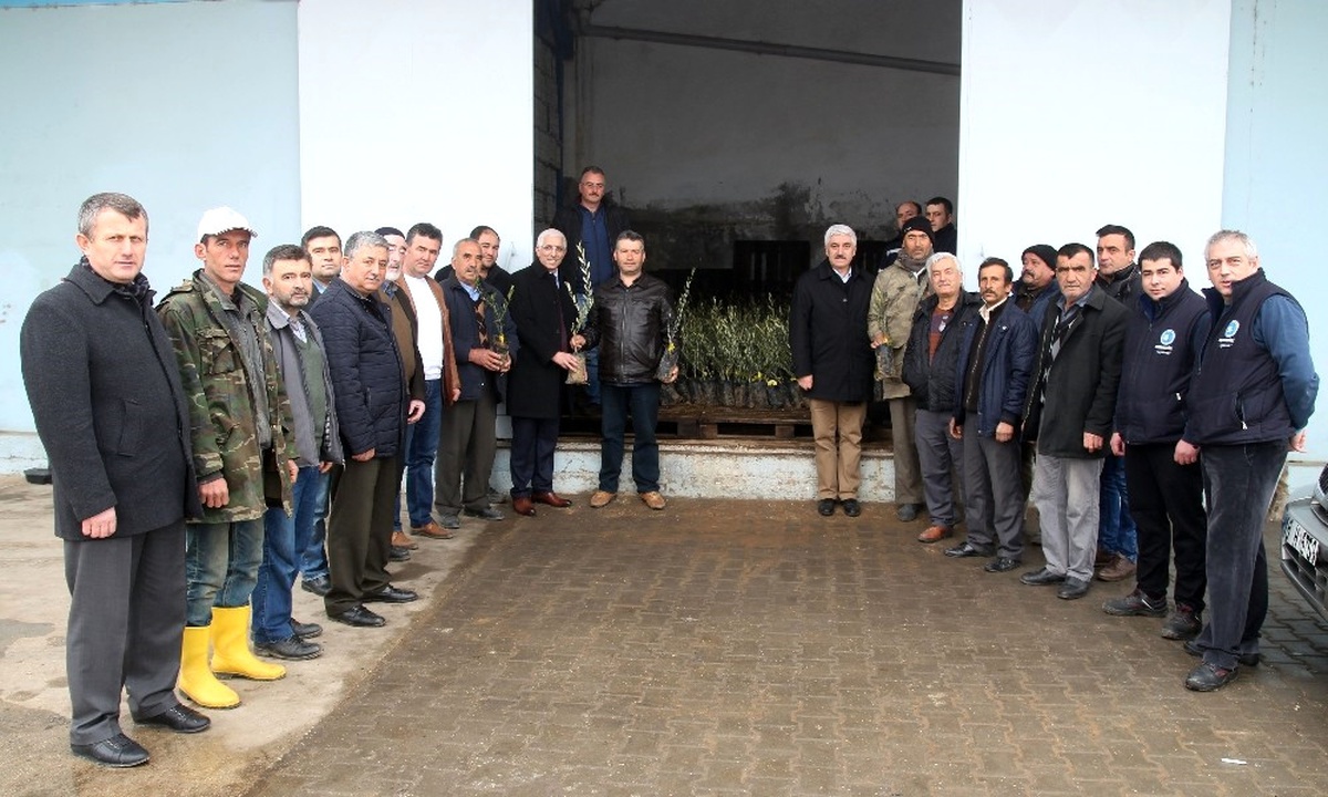 Marmarabirlik Domat Zeytin Fidanı Dağıtımına Başlıyor