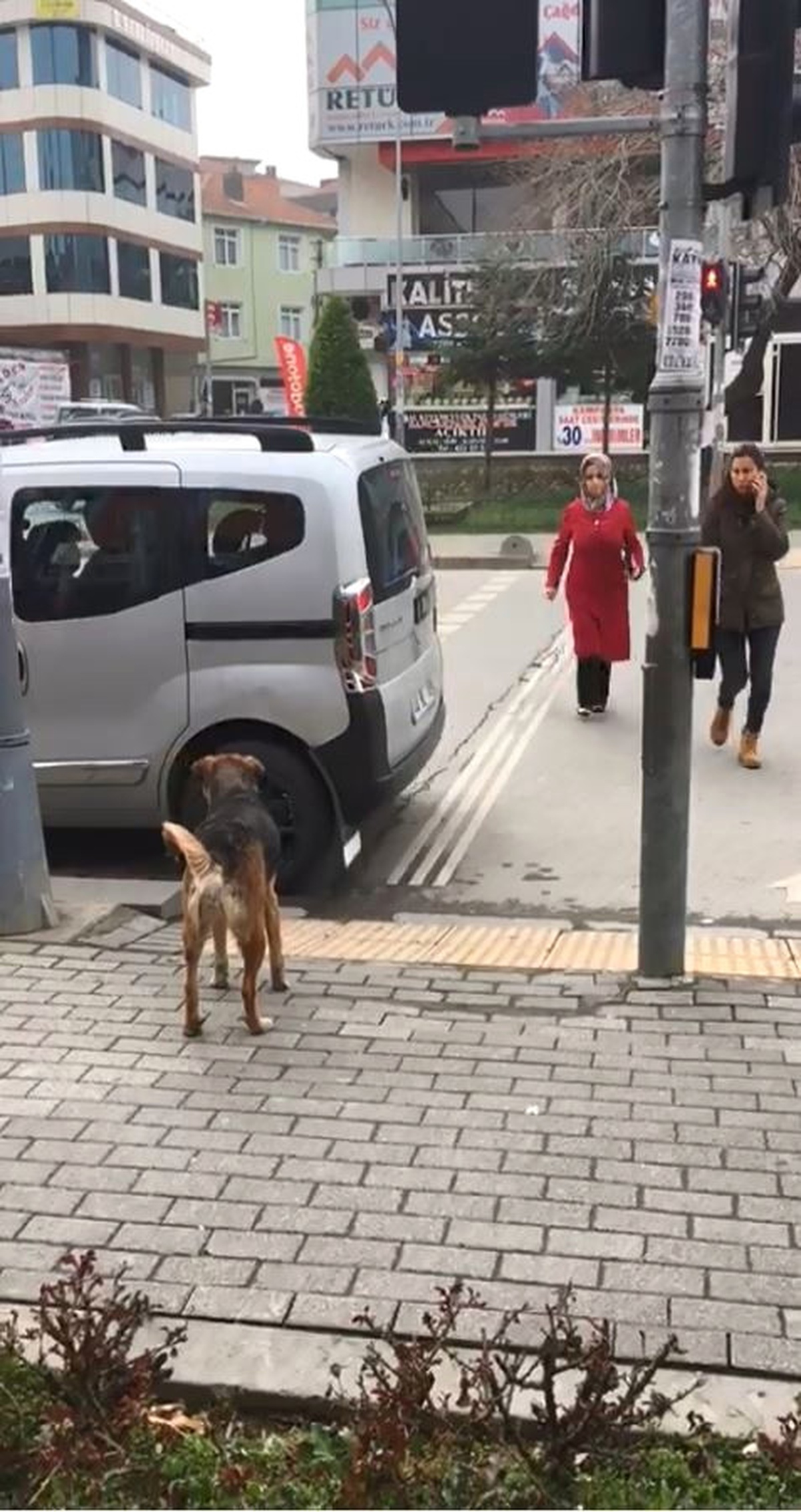 Sokak Köpeğinden İnsanlığa Trafik Dersi