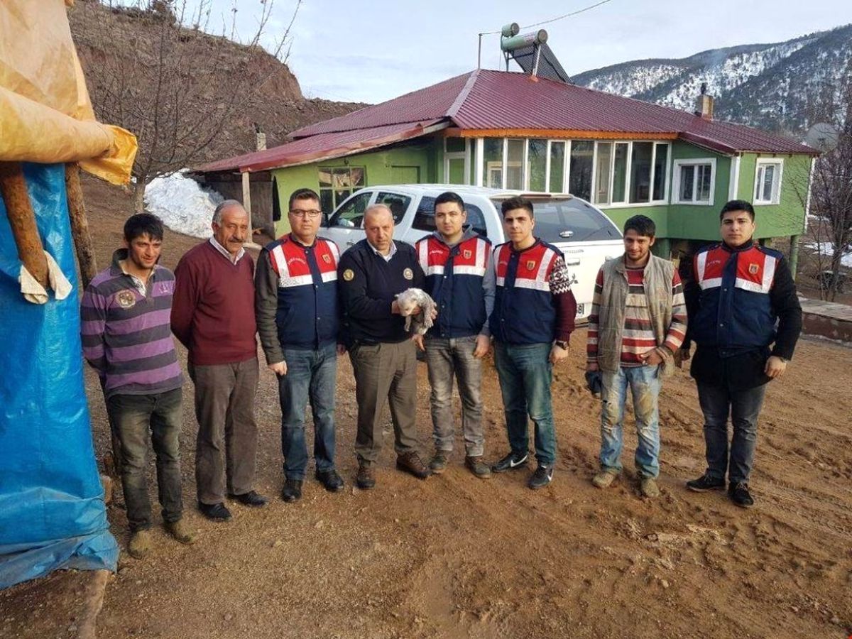 Refahiye\'de Bulunan Yavru Boz Ayı Koruma Altına Alındı