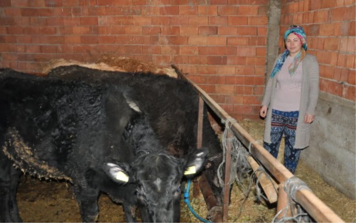 Genç Girişimci Aldığı Hibeyle Kendi Çiftliğini Kurdu