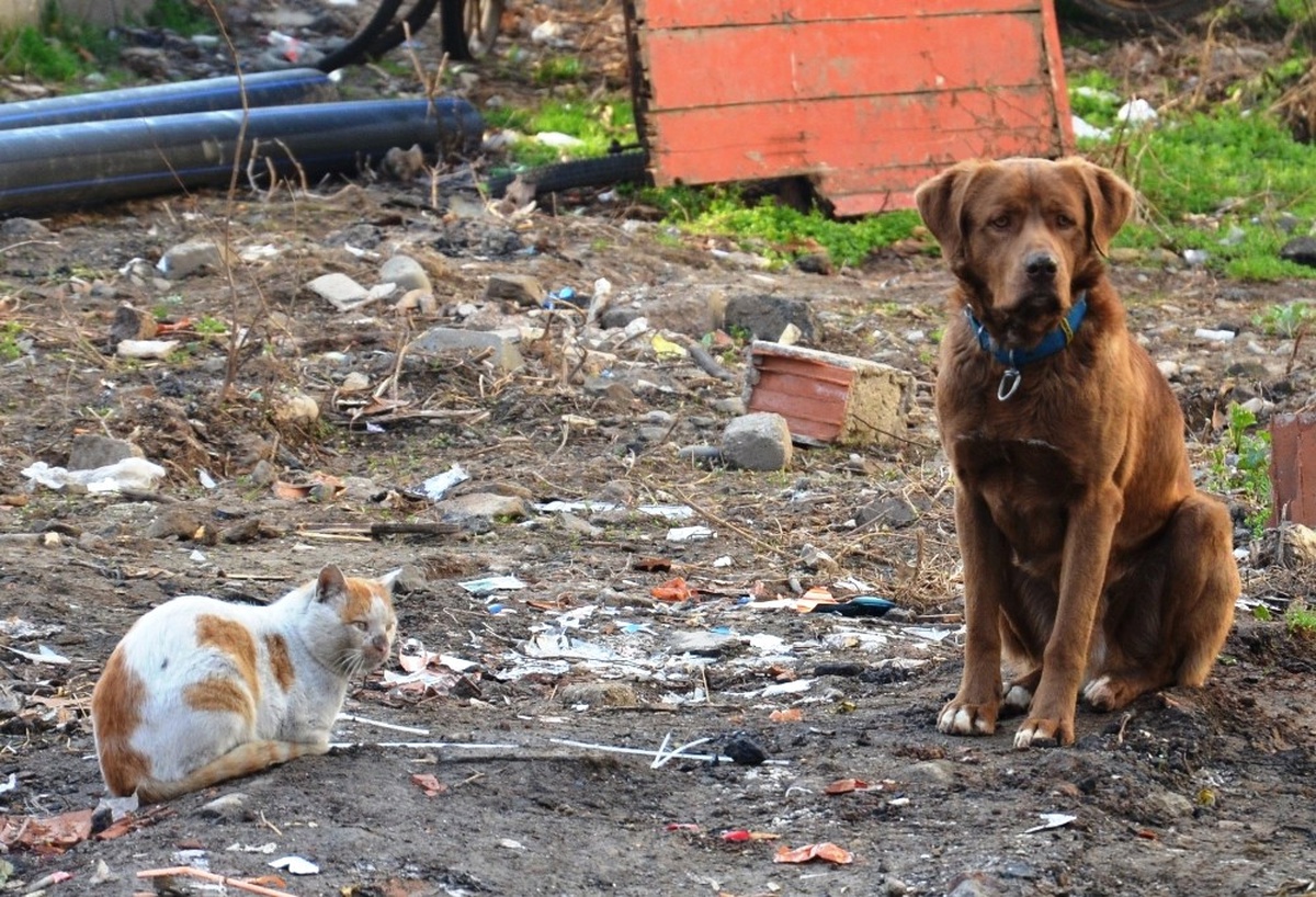 Sokak Köpeği ile Kedinin Dostluğu