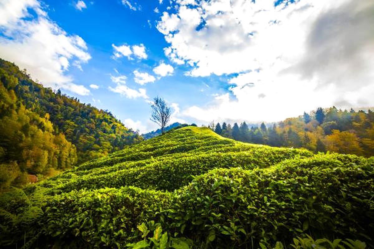 Doğu Karadeniz\'de Organik Çay Tarımı Bir Yıl Ertelendi
