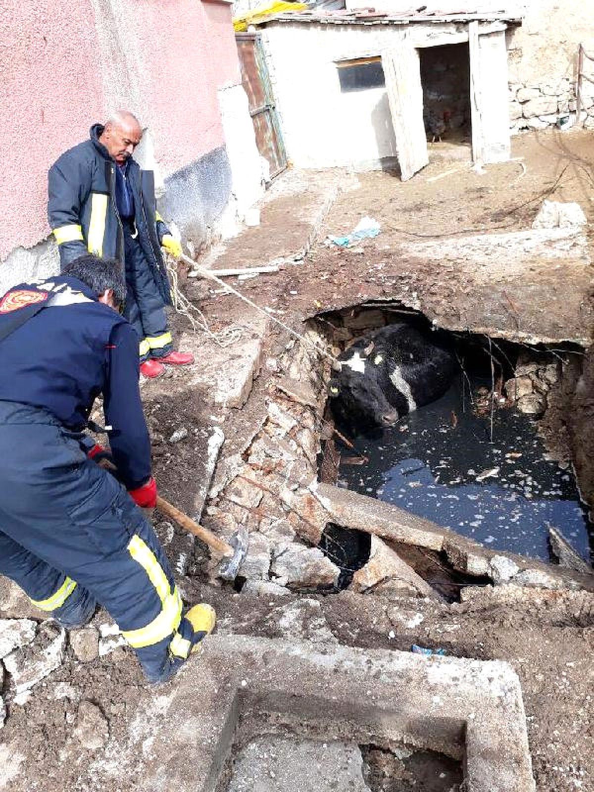 Foseptiğe Düşen İneği İtfaiye Kurtardı