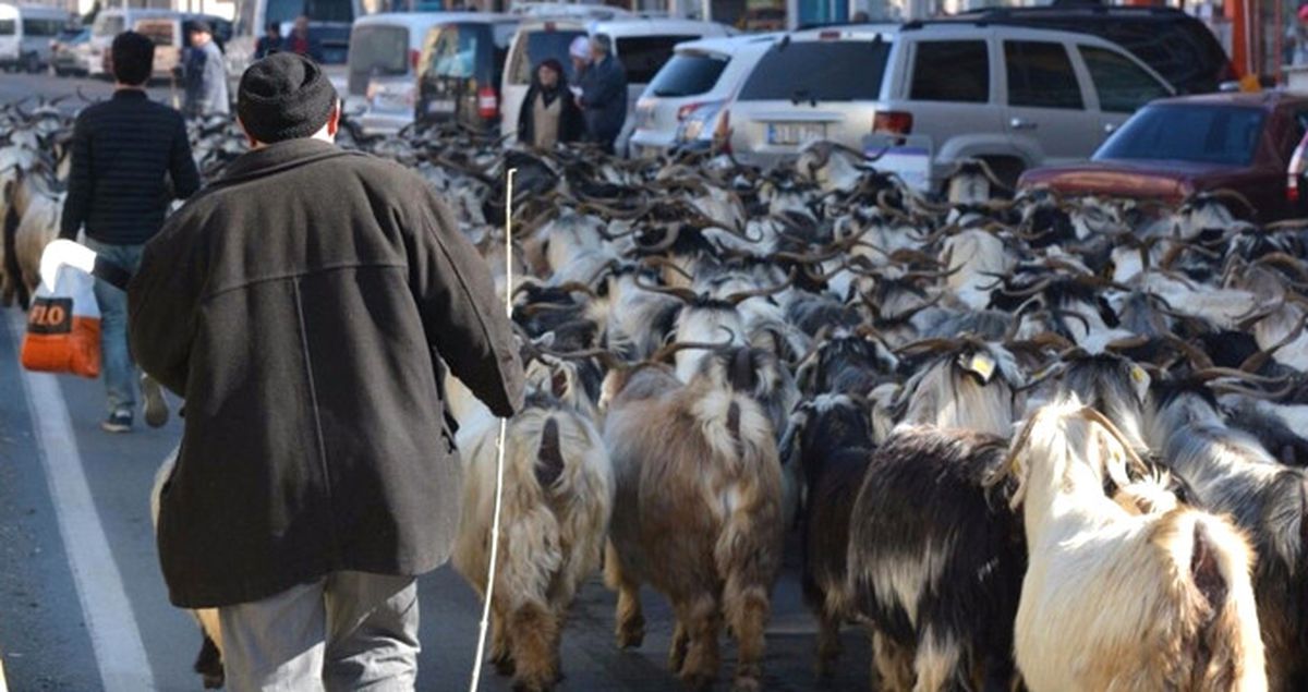 Rize\'de Keçi Sürüsüyle Caddeden Geçen Çoban Şaşkınlık Yarattı