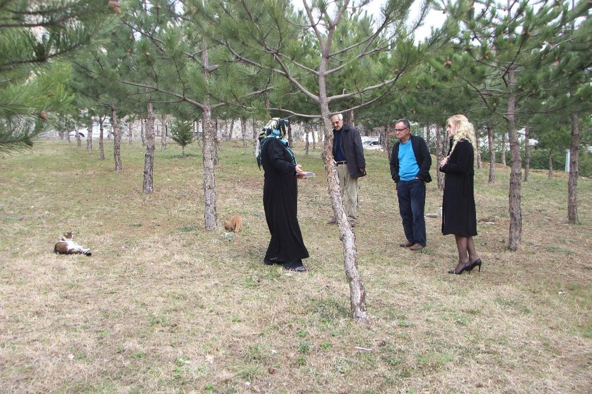 Kedilerin Mama Kaplarını Yıktılar, Onlarca Sokak Kedisi Aç Kaldı