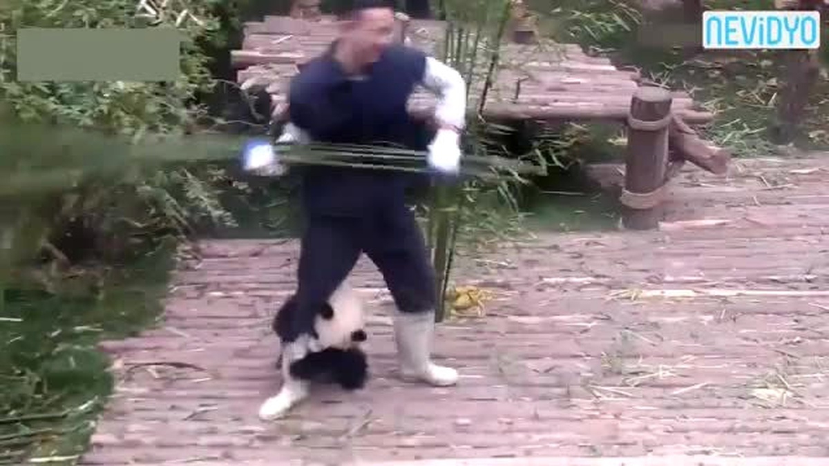 Pandanın Oyun İsteği Sosyal Medyayı Salladı