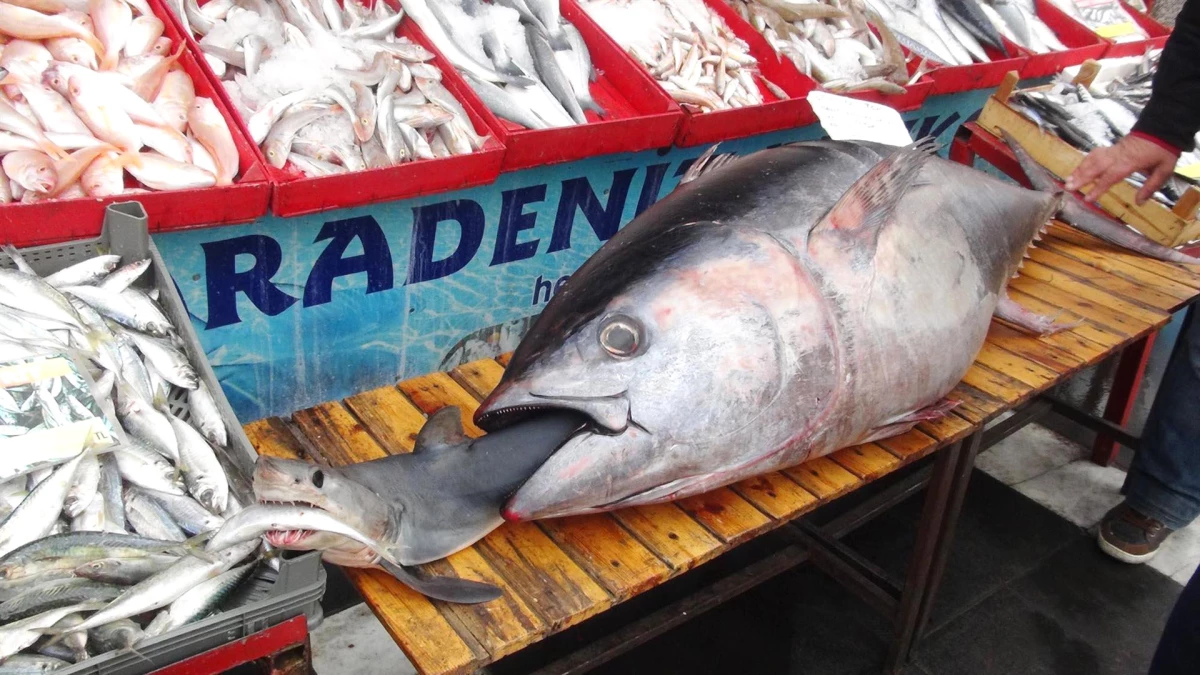 Şanlıurfa\'da 122 Kiloluk Balık Görenleri Şaşırttı