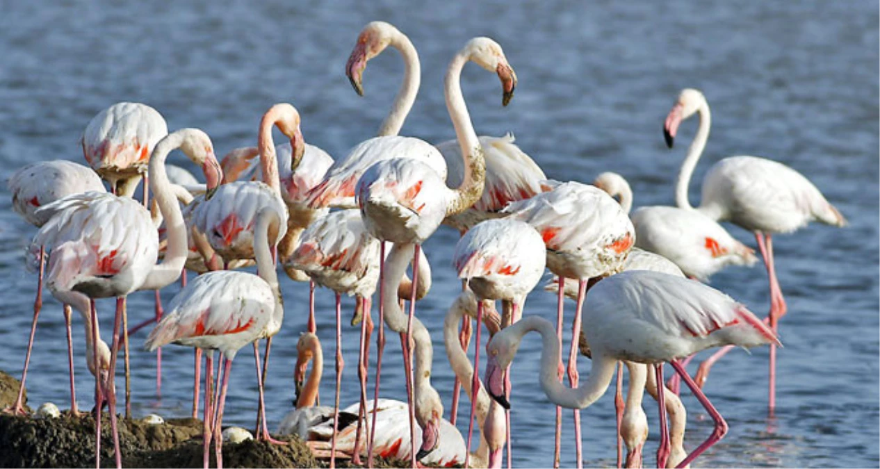Seyfe Gölü Kuş Cenneti Flamingoları Ağırlamaya Başladı - Son Dakika