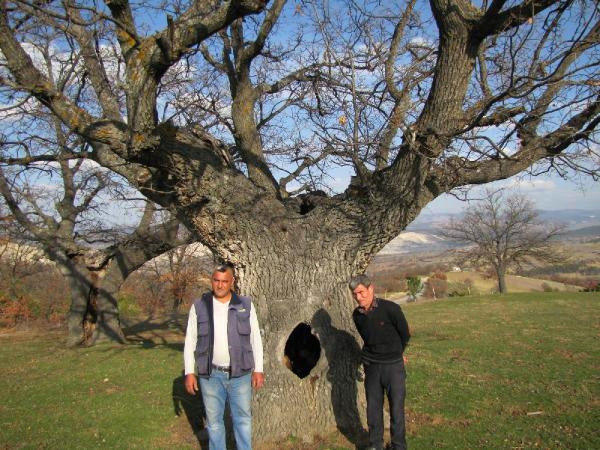400 Yıllık Ağacın Korumaya Alınmasını İstedi