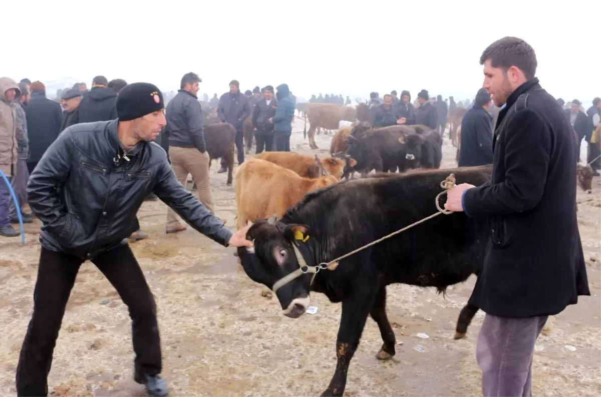 Ağrı Hayvan Pazarı\'ndan Türkiye\'nin Her Yerine Hayvan Sevkıyatı