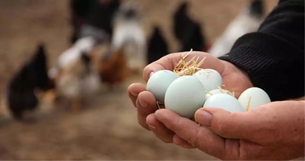 "Yeşil Yumurta Bıldırcın Yumurtasına Eş Değerde"