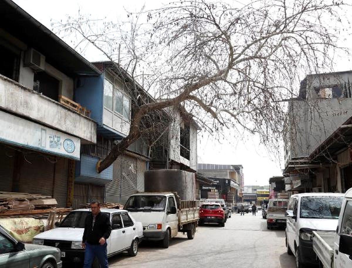 Çınar Ağacına \'Yol\' Verdiler