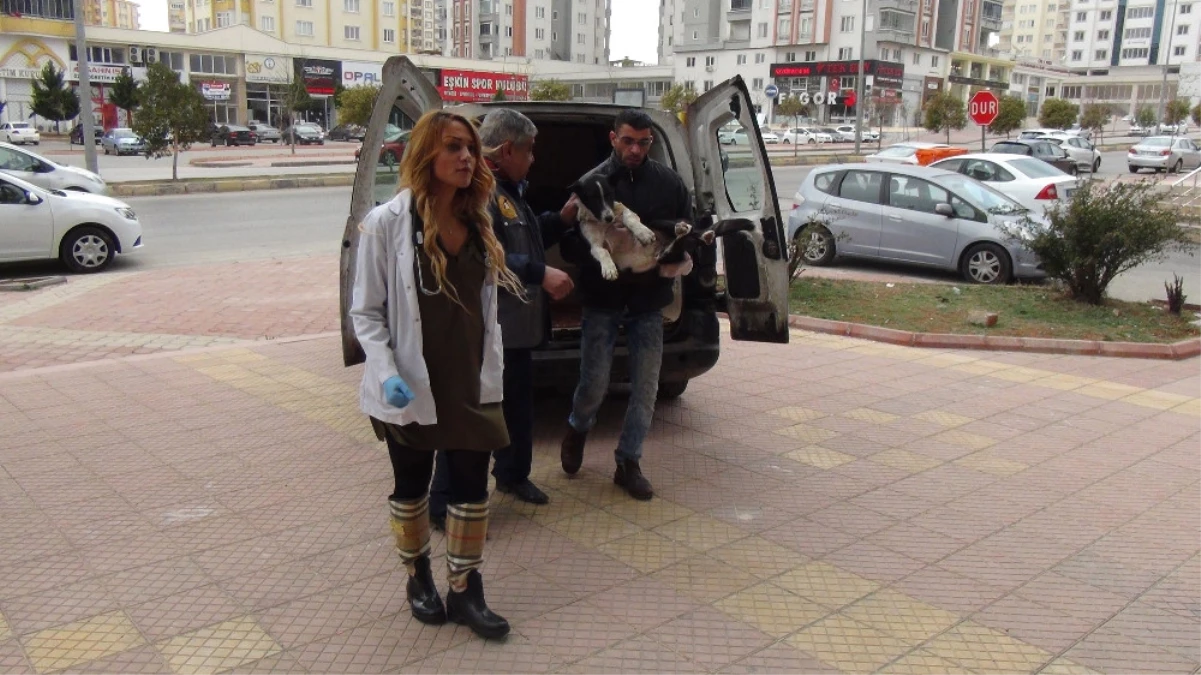 El Bab\'da Yaralanan Sokak Köpeği Gaziantep\'e Getirildi