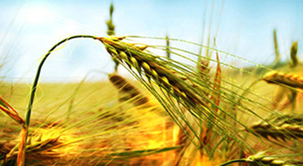 Farmers\' Fair - Güney Ege 8. Uluslararası Gıda, Tarım ve Hayvancılık Fuarı