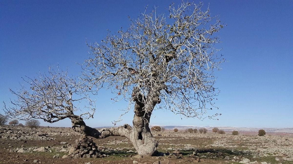Gaziantep\'in Anıt Ağaçları Belirlendi