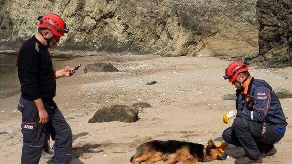 Kayalıklardan Düşen Köpek Sahil Güvenlik Botuyla Kurtarıldı