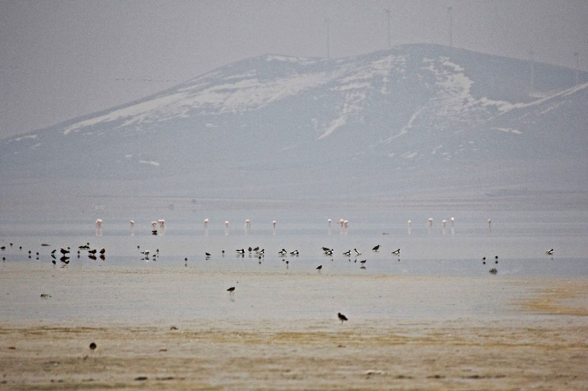 Seyfe Gölü\'ne Flamingo Akını