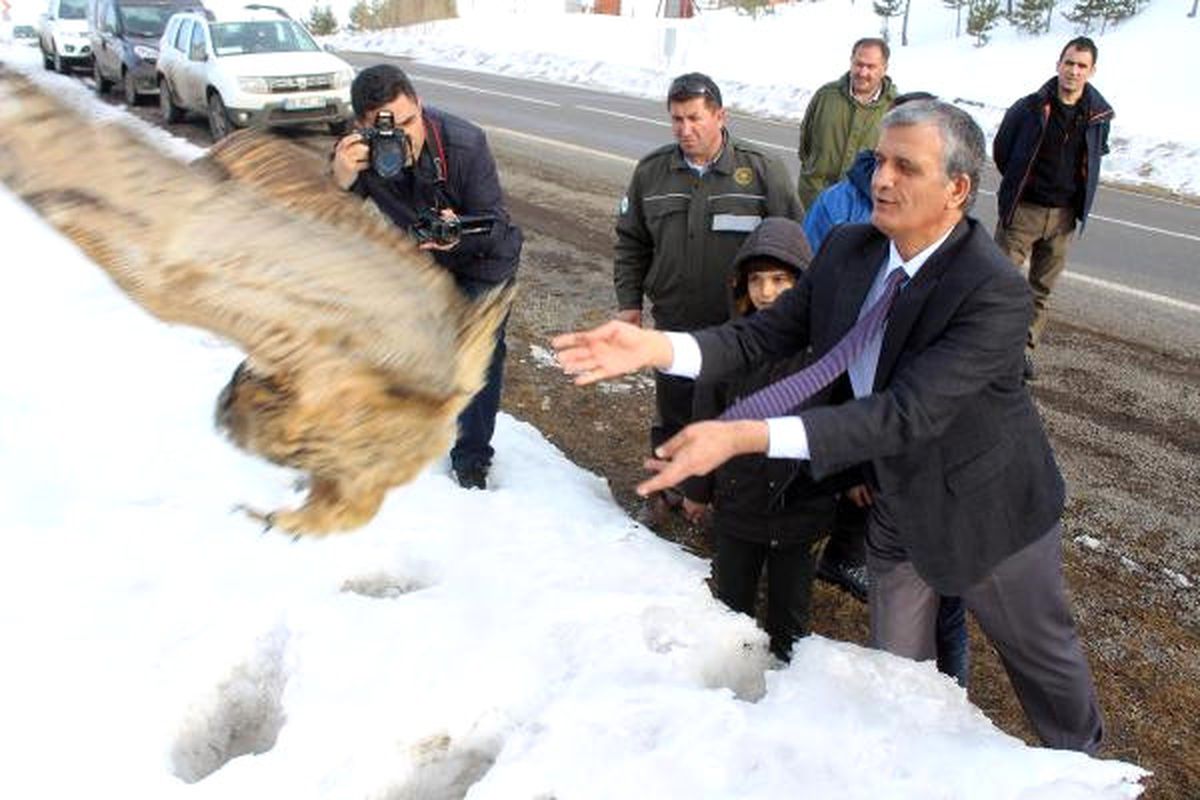Vali, Puhu Kuşunu Doğaya Bıraktı