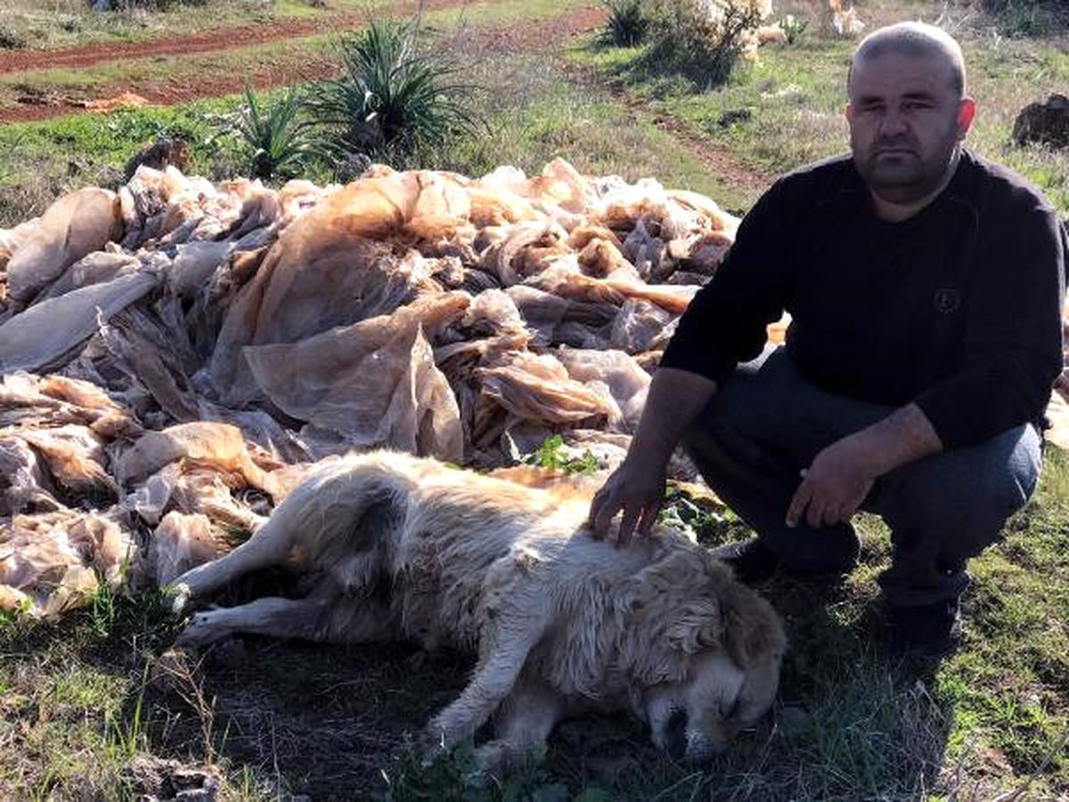 Antalya\'da Aynı Yerde 2 Köpek Daha Kaledildi