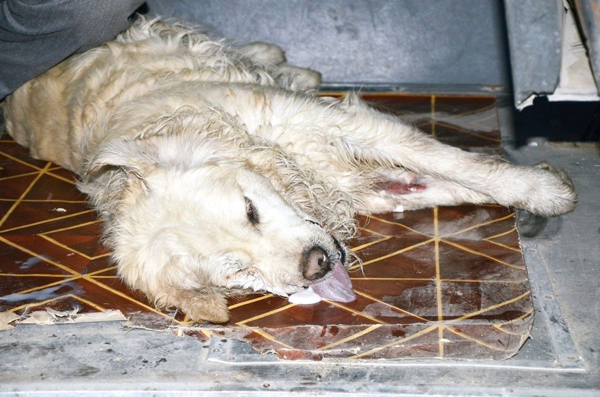 Antalya\'da Köpek Zehirlenmeleri