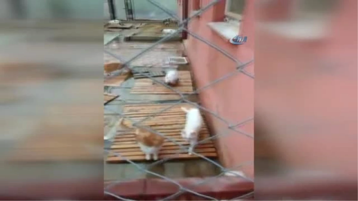 Barınaktaki Kediler Sular Altında Kaldı